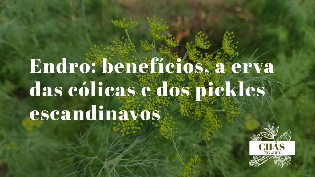endro benefícios — folhas frescas de endro Anethum graveolens e sementes secas