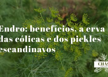 endro benefícios — folhas frescas de endro Anethum graveolens e sementes secas