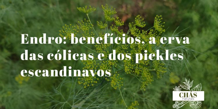 endro benefícios — folhas frescas de endro Anethum graveolens e sementes secas