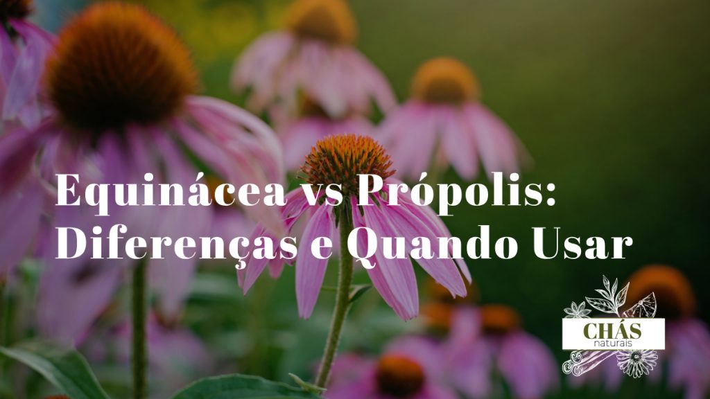 flores roxas de equinácea Echinacea purpurea ao lado de frasco de tintura de própolis âmbar e favo de mel sobre superfície rústica