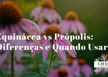 flores roxas de equinácea Echinacea purpurea ao lado de frasco de tintura de própolis âmbar e favo de mel sobre superfície rústica