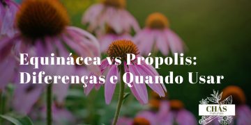 flores roxas de equinácea Echinacea purpurea ao lado de frasco de tintura de própolis âmbar e favo de mel sobre superfície rústica