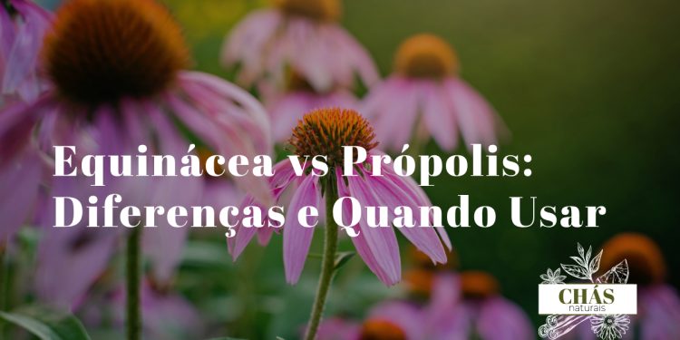 flores roxas de equinácea Echinacea purpurea ao lado de frasco de tintura de própolis âmbar e favo de mel sobre superfície rústica