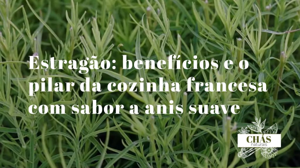 estragão benefícios — ramos frescos de estragão francês Artemisia dracunculus