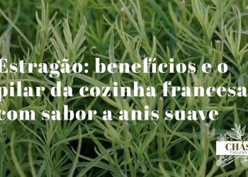 estragão benefícios — ramos frescos de estragão francês Artemisia dracunculus