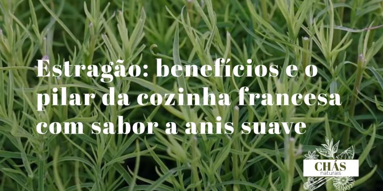 estragão benefícios — ramos frescos de estragão francês Artemisia dracunculus