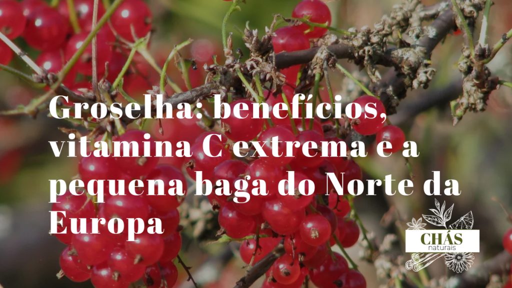 groselha benefícios — groselhas pretas Ribes nigrum ricas em vitamina C e antocianinas