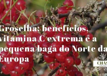 groselha benefícios — groselhas pretas Ribes nigrum ricas em vitamina C e antocianinas