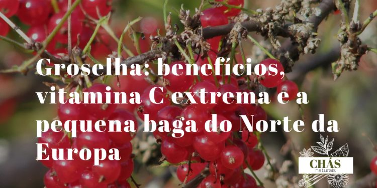 groselha benefícios — groselhas pretas Ribes nigrum ricas em vitamina C e antocianinas