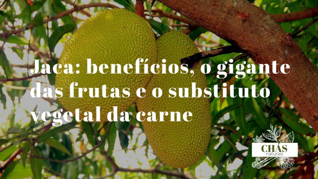 jaca benefícios — fruta jaca gigante Artocarpus heterophyllus madura e verde