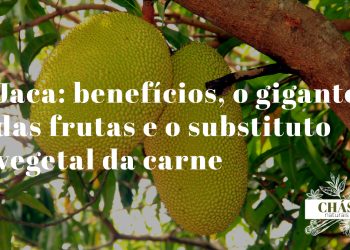 jaca benefícios — fruta jaca gigante Artocarpus heterophyllus madura e verde