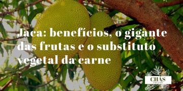 jaca benefícios — fruta jaca gigante Artocarpus heterophyllus madura e verde