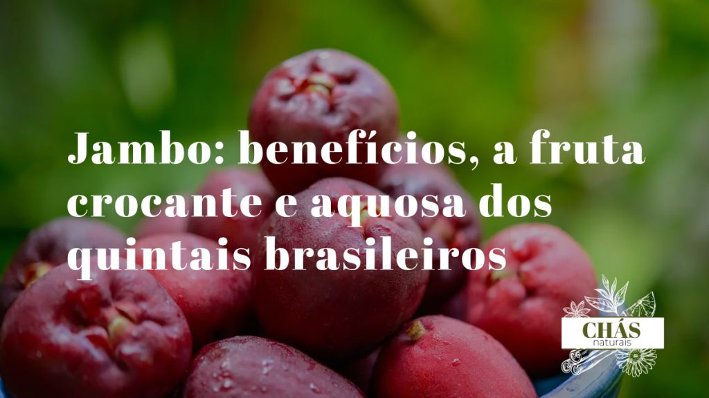 jambo benefícios — jambos rosados Syzygium frescos com textura crocante