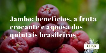 jambo benefícios — jambos rosados Syzygium frescos com textura crocante