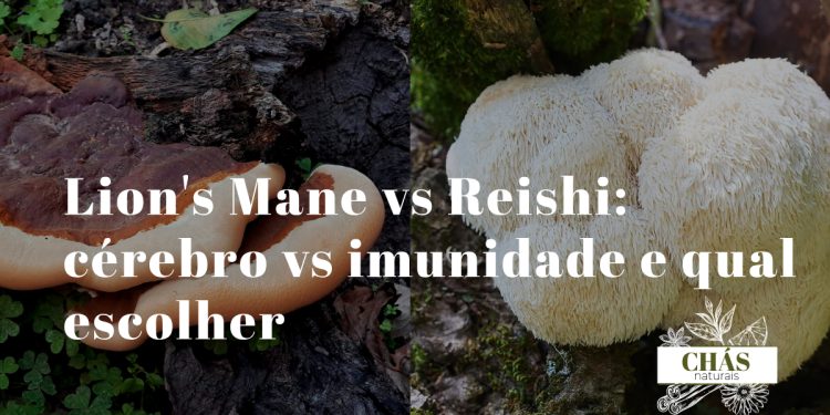 lion's mane branco pompom com espinhos ao lado de reishi vermelho lacado sobre superfície de madeira rústica