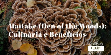 maitake Grifola frondosa fresco com textura em pétalas sobrepostas sobre tábua de madeira com azeite e alho representando culinária mediterrânica