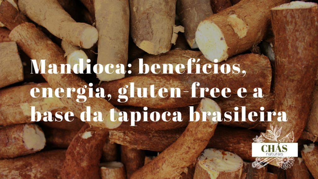 mandioca benefícios — raiz de mandioca Manihot esculenta descascada e tapioca