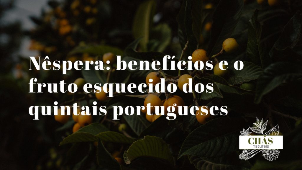 nêspera benefícios — nêsperas laranja frescas Eriobotrya japonica em quintal português