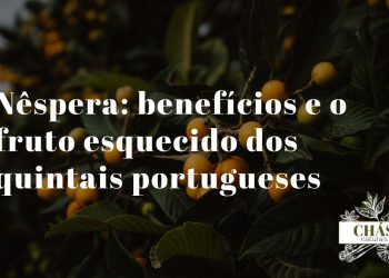 nêspera benefícios — nêsperas laranja frescas Eriobotrya japonica em quintal português