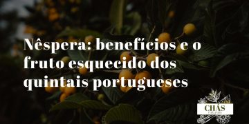 nêspera benefícios — nêsperas laranja frescas Eriobotrya japonica em quintal português