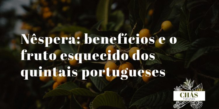 nêspera benefícios — nêsperas laranja frescas Eriobotrya japonica em quintal português