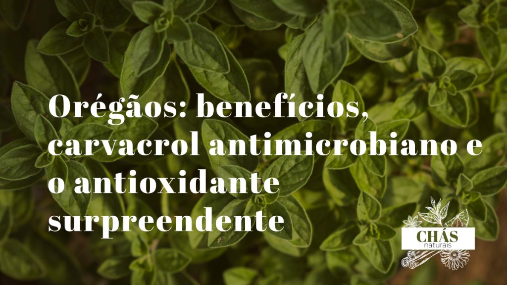 orégãos benefícios — ramos de orégãos secos Origanum vulgare mediterrânicos