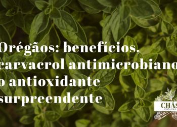 orégãos benefícios — ramos de orégãos secos Origanum vulgare mediterrânicos
