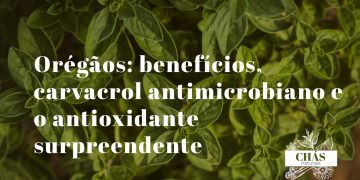orégãos benefícios — ramos de orégãos secos Origanum vulgare mediterrânicos