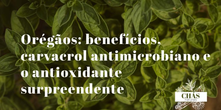 orégãos benefícios — ramos de orégãos secos Origanum vulgare mediterrânicos