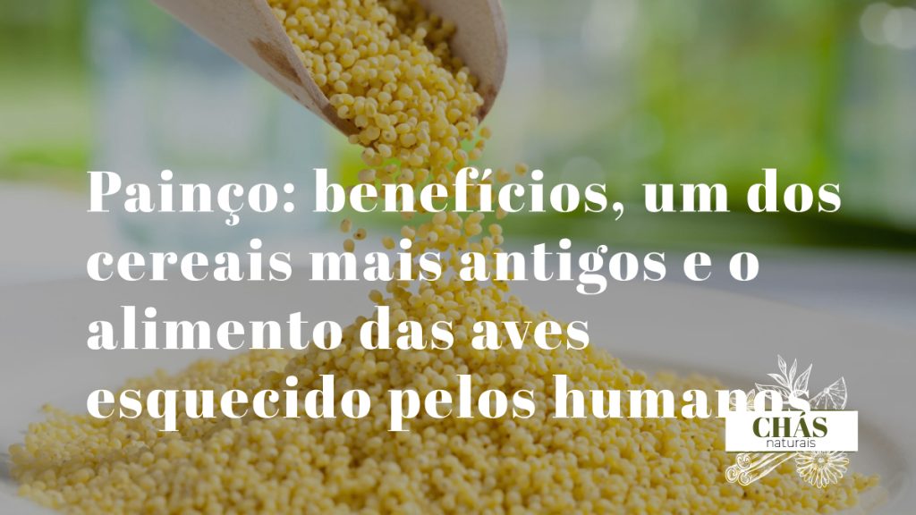 painço benefícios — grãos dourados de painço Panicum miliaceum, cereal antigo gluten-free