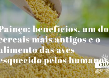 painço benefícios — grãos dourados de painço Panicum miliaceum, cereal antigo gluten-free