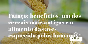 painço benefícios — grãos dourados de painço Panicum miliaceum, cereal antigo gluten-free