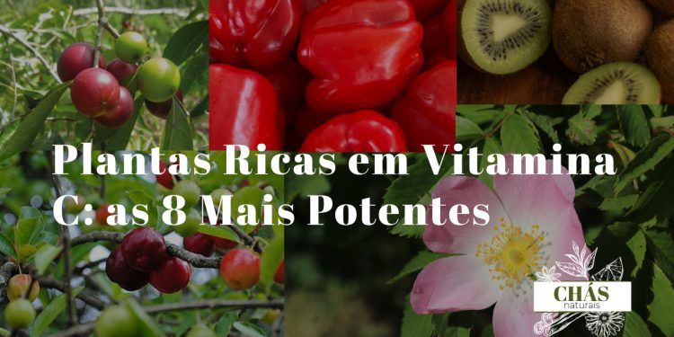 variedade de frutas e plantas ricas em vitamina C acerola camu-camu rosa mosqueta e pimento vermelho dispostas sobre fundo de madeira clara