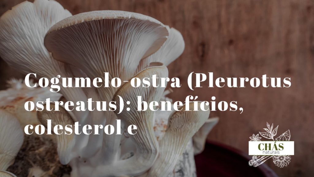 cogumelo-ostra Pleurotus ostreatus fresco em leque cinzento com lamelas brancas em kit de cultivo doméstico