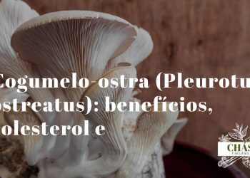 cogumelo-ostra Pleurotus ostreatus fresco em leque cinzento com lamelas brancas em kit de cultivo doméstico