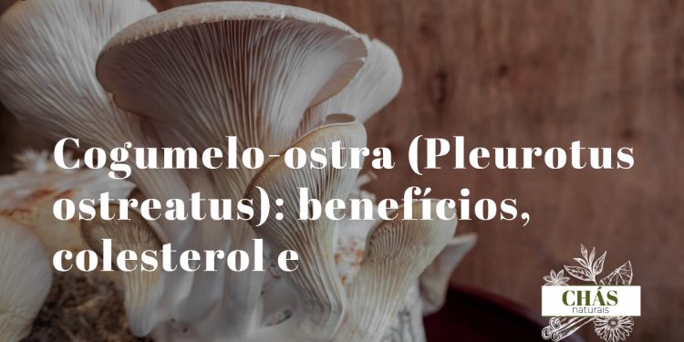 cogumelo-ostra Pleurotus ostreatus fresco em leque cinzento com lamelas brancas em kit de cultivo doméstico