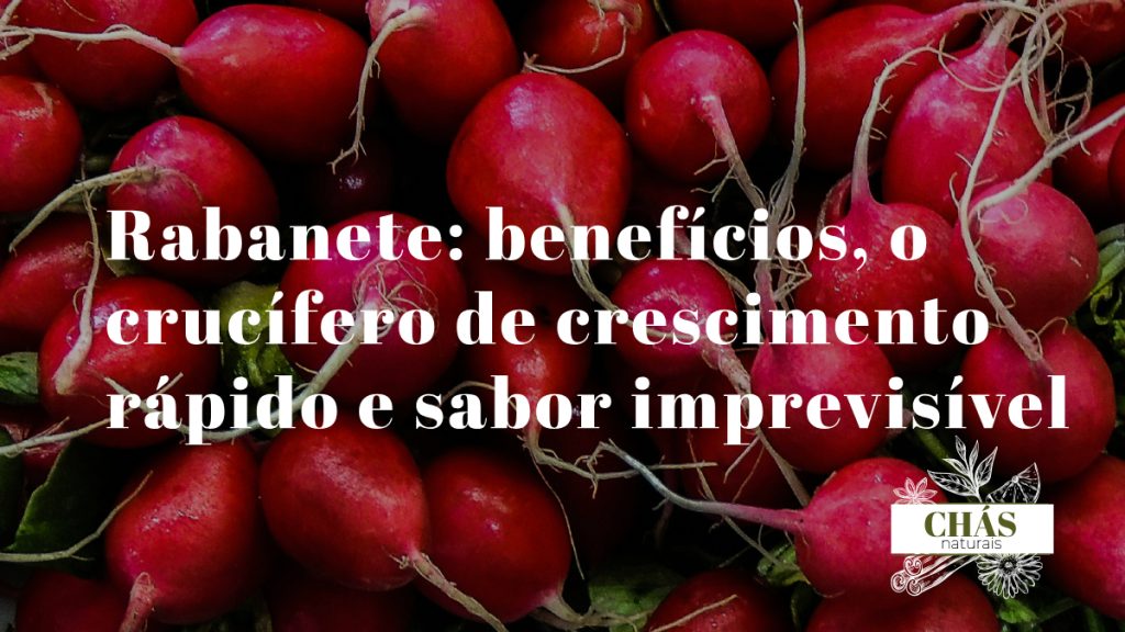 rabanete benefícios — rabanetes vermelhos frescos Raphanus sativus cortados