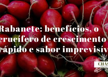 rabanete benefícios — rabanetes vermelhos frescos Raphanus sativus cortados