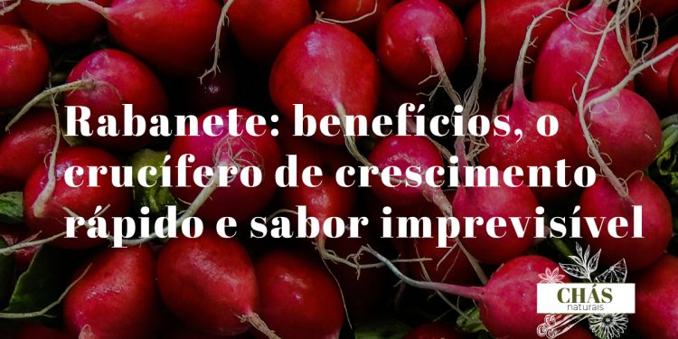 rabanete benefícios — rabanetes vermelhos frescos Raphanus sativus cortados