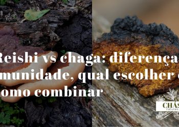 reishi vs chaga — cogumelo reishi vermelho lacado ao lado de pedaço de chaga preto irregular sobre superfície de madeira