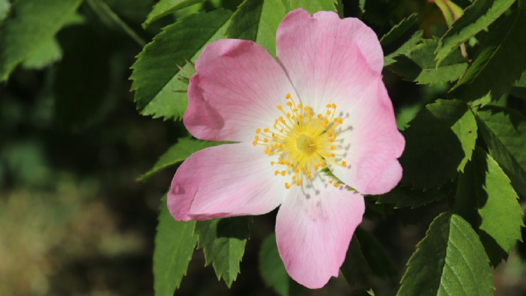 rosa mosqueta