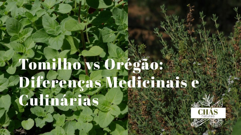 ramos frescos de tomilho Thymus vulgaris e orégão Origanum vulgare lado a lado sobre tábua de madeira com flores roxas visíveis