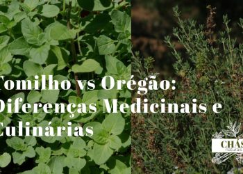 ramos frescos de tomilho Thymus vulgaris e orégão Origanum vulgare lado a lado sobre tábua de madeira com flores roxas visíveis