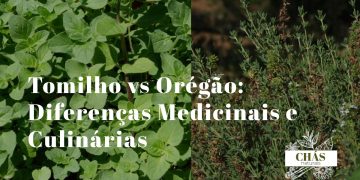 ramos frescos de tomilho Thymus vulgaris e orégão Origanum vulgare lado a lado sobre tábua de madeira com flores roxas visíveis