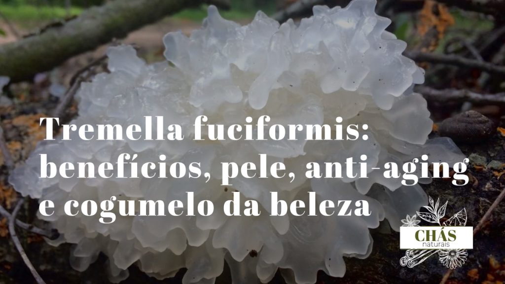 tremella fuciformis cogumelo-de-neve branco gelatinoso com aspeto de floco de neve sobre fundo escuro