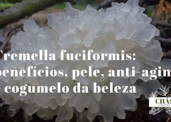tremella fuciformis cogumelo-de-neve branco gelatinoso com aspeto de floco de neve sobre fundo escuro