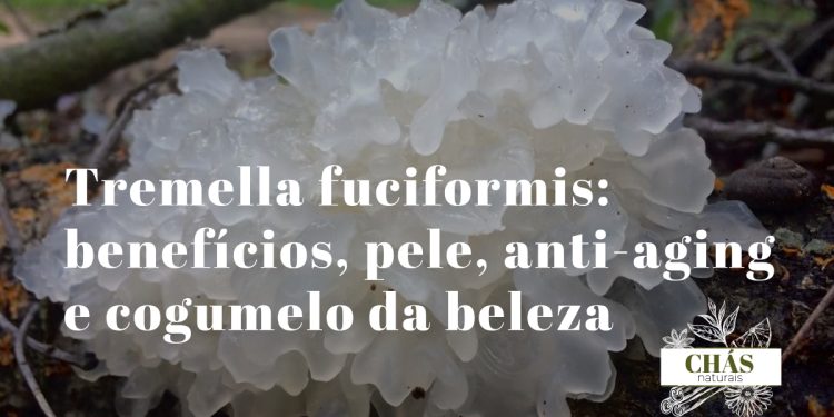 tremella fuciformis cogumelo-de-neve branco gelatinoso com aspeto de floco de neve sobre fundo escuro