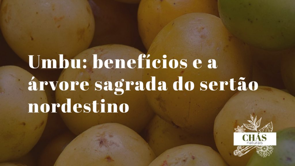 umbu benefícios — frutos de umbu verde-amarelados Spondias tuberosa do sertão nordestino