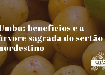 umbu benefícios — frutos de umbu verde-amarelados Spondias tuberosa do sertão nordestino