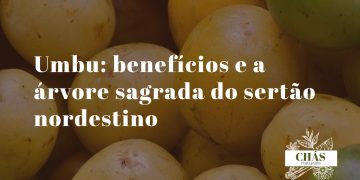 umbu benefícios — frutos de umbu verde-amarelados Spondias tuberosa do sertão nordestino